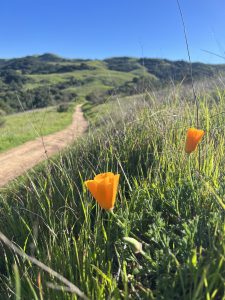 Orange poppy surrounded by green grass in the foreground, dirt trail in the middle ground leading to green hills and blue sky in the background