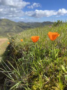 4 Orange California poppies along a trails edge with green hills and blue skies in the background
